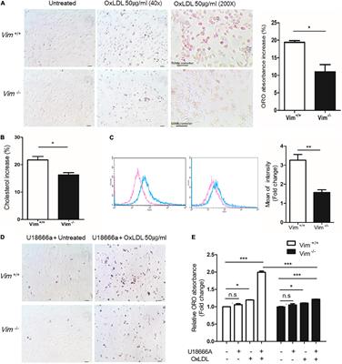 Plasma Membrane Localization of CD36 Requires Vimentin Phosphorylation; A Mechanism by Which Macrophage Vimentin Promotes Atherosclerosis